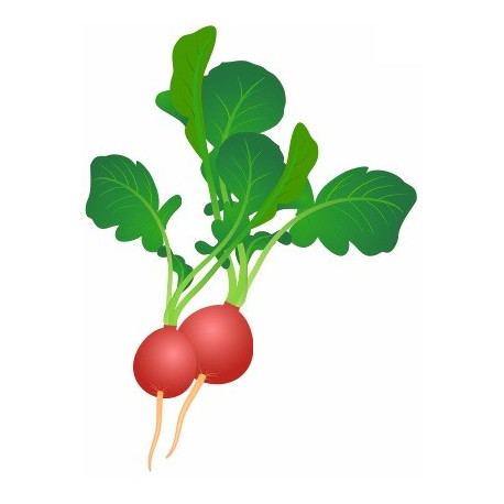 Autocollant Radis