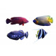 Sticker lots de 4 poissons