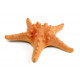 Sticker étoile de mer mural