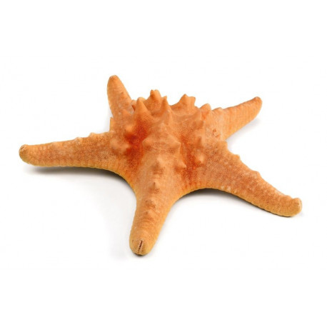 Sticker étoile de mer mural