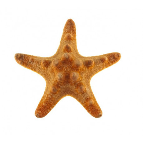 petit Sticker étoile de mer