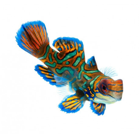 Sticker poisson bleu decoration