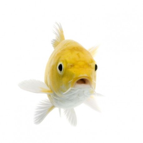 Sticker muraux poisson jaune