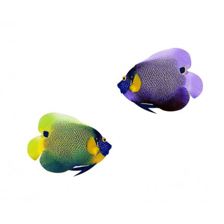 Sticker deux poissons