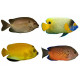 Sticker planche poissons