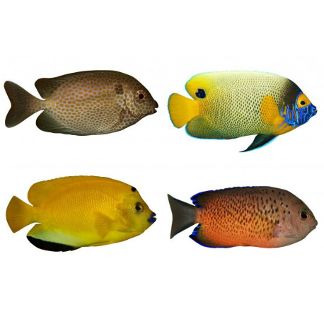 Sticker planche poissons