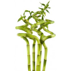 Sticker bambou déco