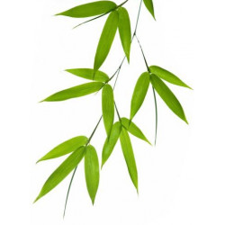 Sticker bambou feuille