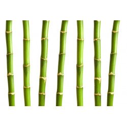 Sticker bambou tiges