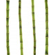 Sticker bambou avec tiges