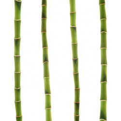 Sticker bambou avec tiges