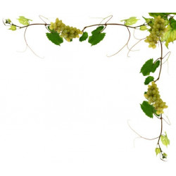 Autocollant muraux vigne de raisin