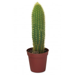 Sticker Cactus haut