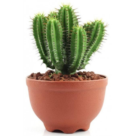 Sticker petit Cactus