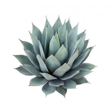 Sticker plante Cactus