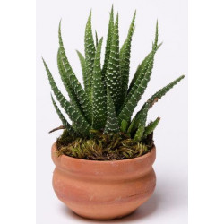 Autocollant Cactus en pot