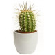 Sticker Cactus pot blanc