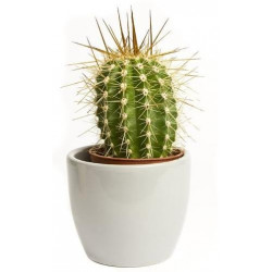 Sticker Cactus pot blanc