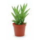 Sticker Cactus vert en pot deco