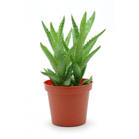 Sticker Cactus vert en pot deco