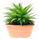 Sticker Cactus 