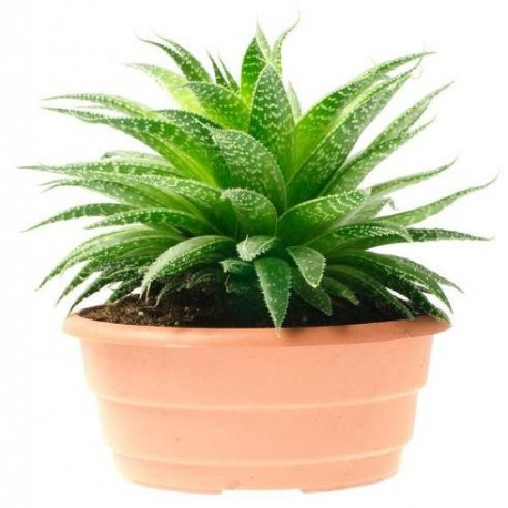 Sticker Cactus 