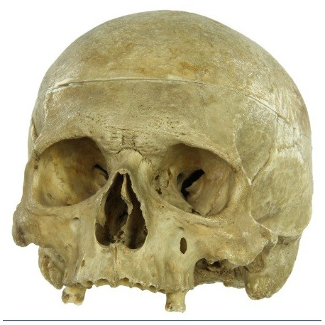 Sticker Tête de mort crane deco