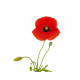 Sticker coquelicot