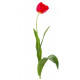 Sticker tulipe rouge
