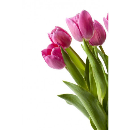 Sticker tulipes rose