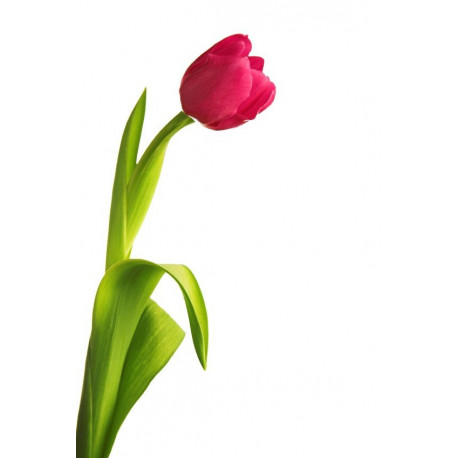 Sticker belle tulipe rouge