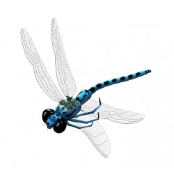 Sticker libellule bleue