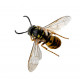 Sticker mural abeille