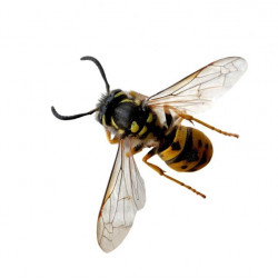 Sticker mural abeille