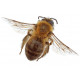 Sticker abeille pour décoration