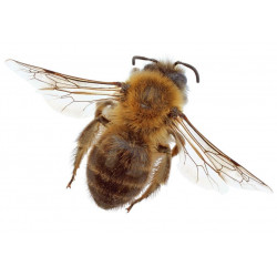 Sticker abeille pour décoration
