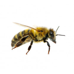 Sticker mural abeille en vol