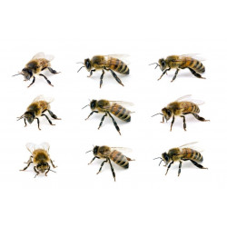 Sticker lots abeilles et guêpes