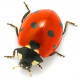 Sticker coccinelle