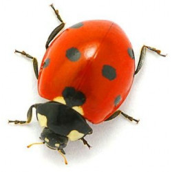 Sticker coccinelle