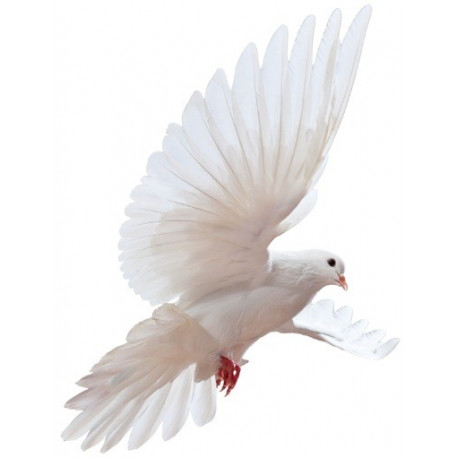 Sticker mural colombe en vol