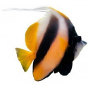 Stickers Poissons coquillages
