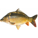 Stickers Poissons eau douce
