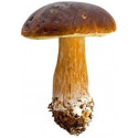 Stickers Champignons