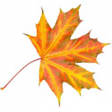 Stickers Feuilles