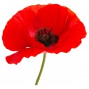 Stickers Coquelicot