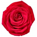 Stickers Rose