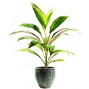 Stickers plantes vertes